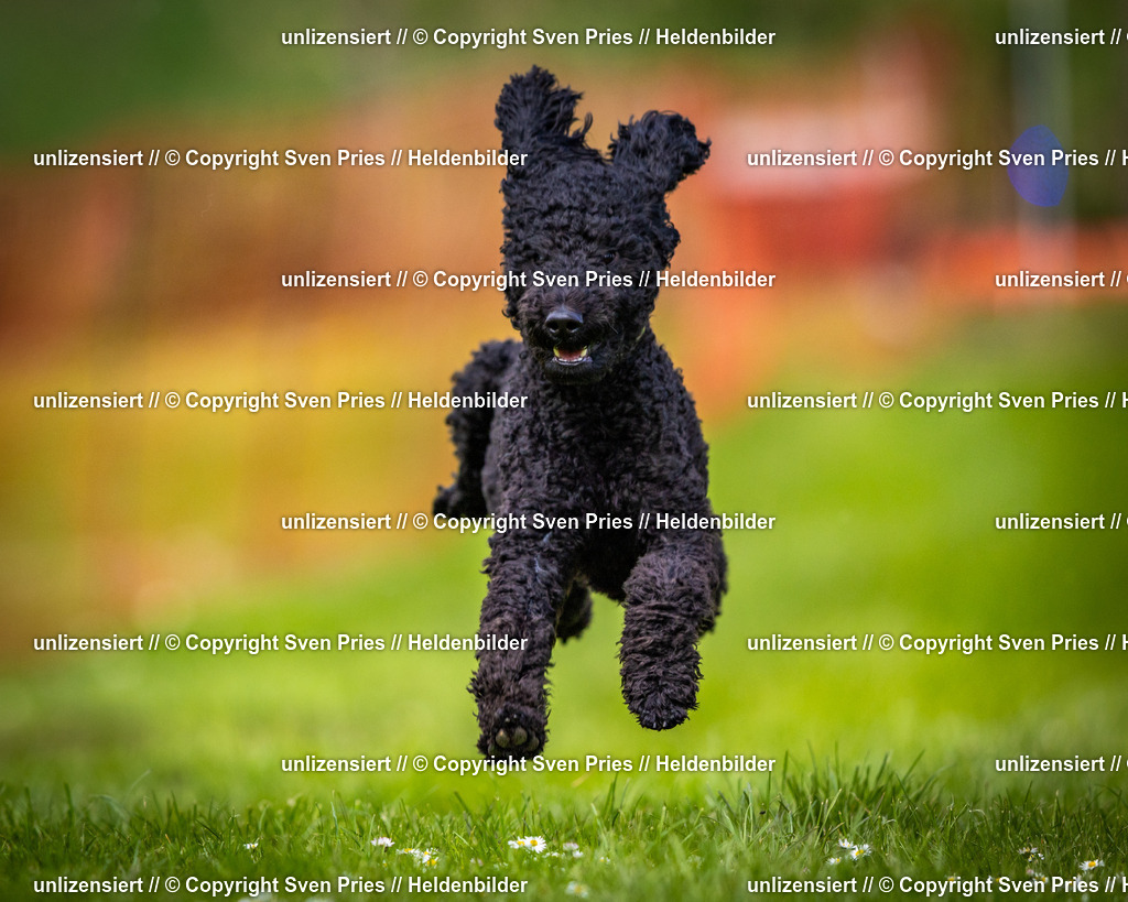 Sven Pries | 2025-04-13 - Hunderennen Baden-Baden - Realisiert mit Pictrs.com