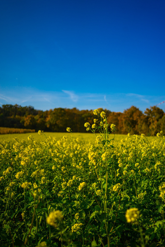 Rapsfeld | Fotografie, Kärnten, Kunst, Wolfsberg, Lavanttal, mawe_gallery, Lodiaut_Photography, Wandbild, Poster, Posterdruck, Leinwand, Leinwanddruck - Realisiert mit Pictrs.com