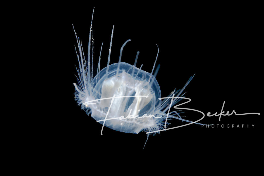 Lichtkörper - 2 | Einzigartige Wandbilder von faszinierenden Unterwasserwelten. Exklusive Kunst für Empfangsbereiche, Wohnraum oder Wartezimmer. - Realisiert mit Pictrs.com