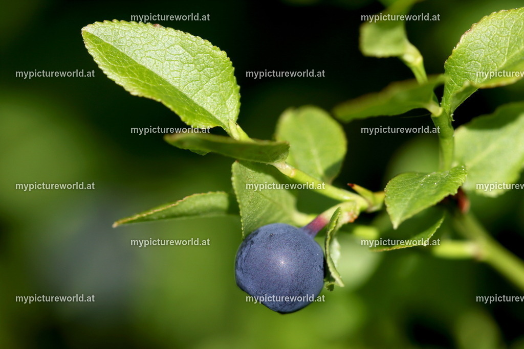 Heidelbeere-008 | Das Bilderarchiv über Tiere, Planzen und Landschaften. In der Bilddatenbank finden Sie ein große Auswahl an hochwertigen Bilder für Ihre Werbung - Realisiert mit Pictrs.com