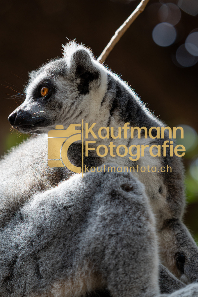 Jungle_Park_def-5417 | kaufmannfoto - Realisiert mit Pictrs.com