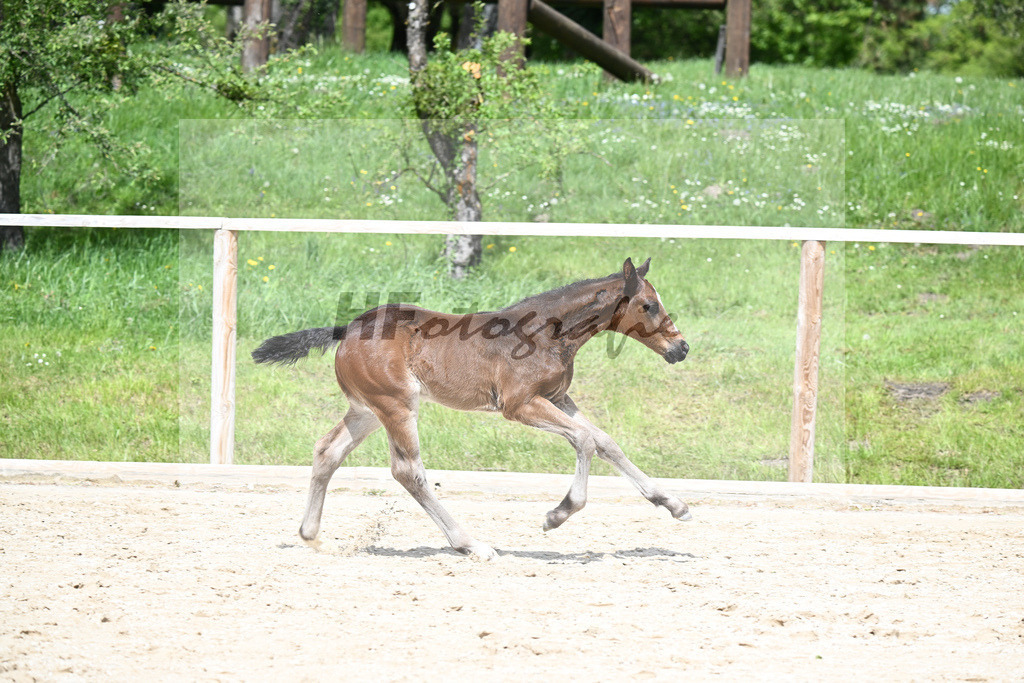 Vigaro x Chiccos Boy_HF_Weber_11240639 | hf-fotografie - Realisiert mit Pictrs.com