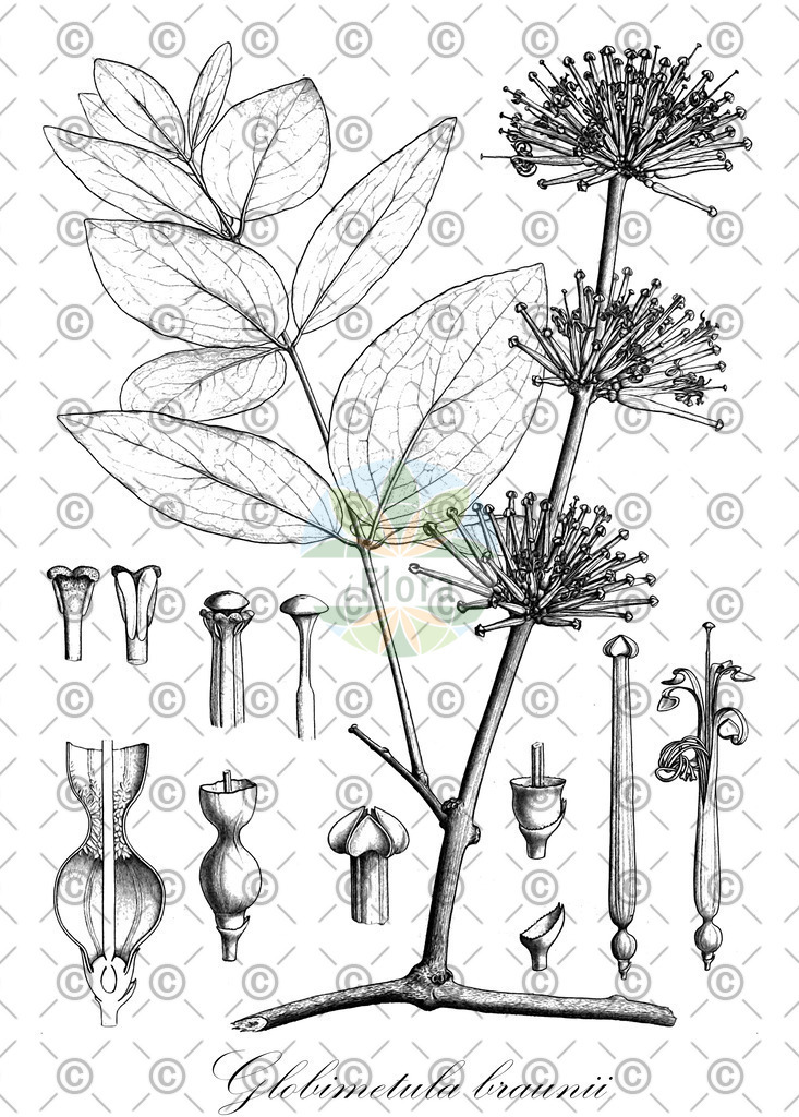 HistAbb_wfo-0000703882_1_ENZY_Simple | Historische Abbildung von Globimetula braunii - Loranthaceae | Historical Illustration of Globimetula braunii - Loranthaceae