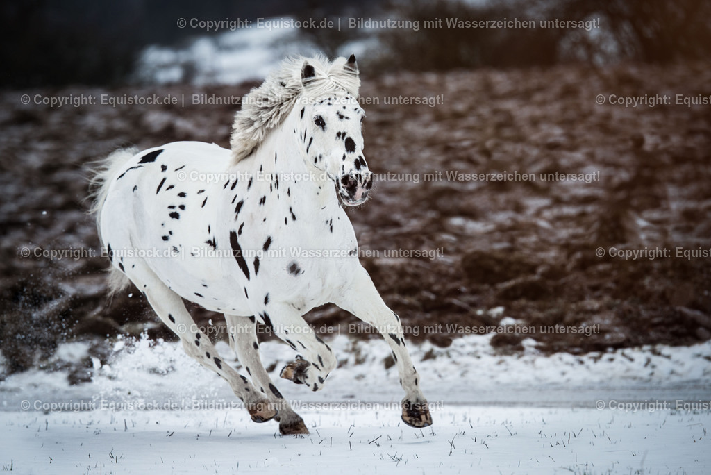 20150209_Knabstrupper_im_Schnee_0001 | equistock