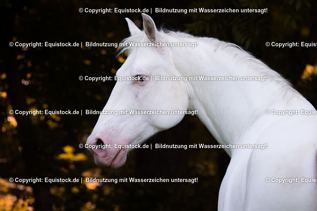 20150518_TOMsPiC_0157 | equistock