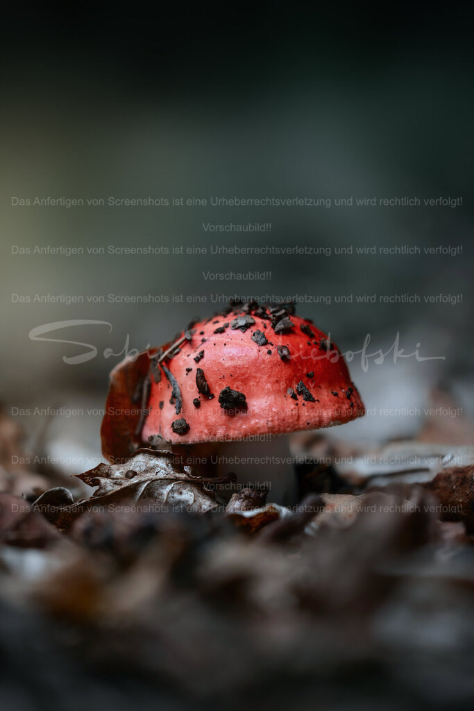 Rotkappe | Das Bild zeigt einen kleinen, rot gefärbten Pilz, der teilweise von Erde, Blättern und kleinen Waldrückständen bedeckt ist. Der Pilz steht am Waldboden, umgeben von braunem Laub. Der Fokus liegt auf dem Pilz und hebt die Textur seines Hutes mit den dunklen Erdkrümeln deutlich hervor, während der Hintergrund in weichen, graugrünen Unschärfen verschwimmt und so eine ruhige, natürliche Waldstimmung erzeugt. - Realisiert mit Pictrs.com