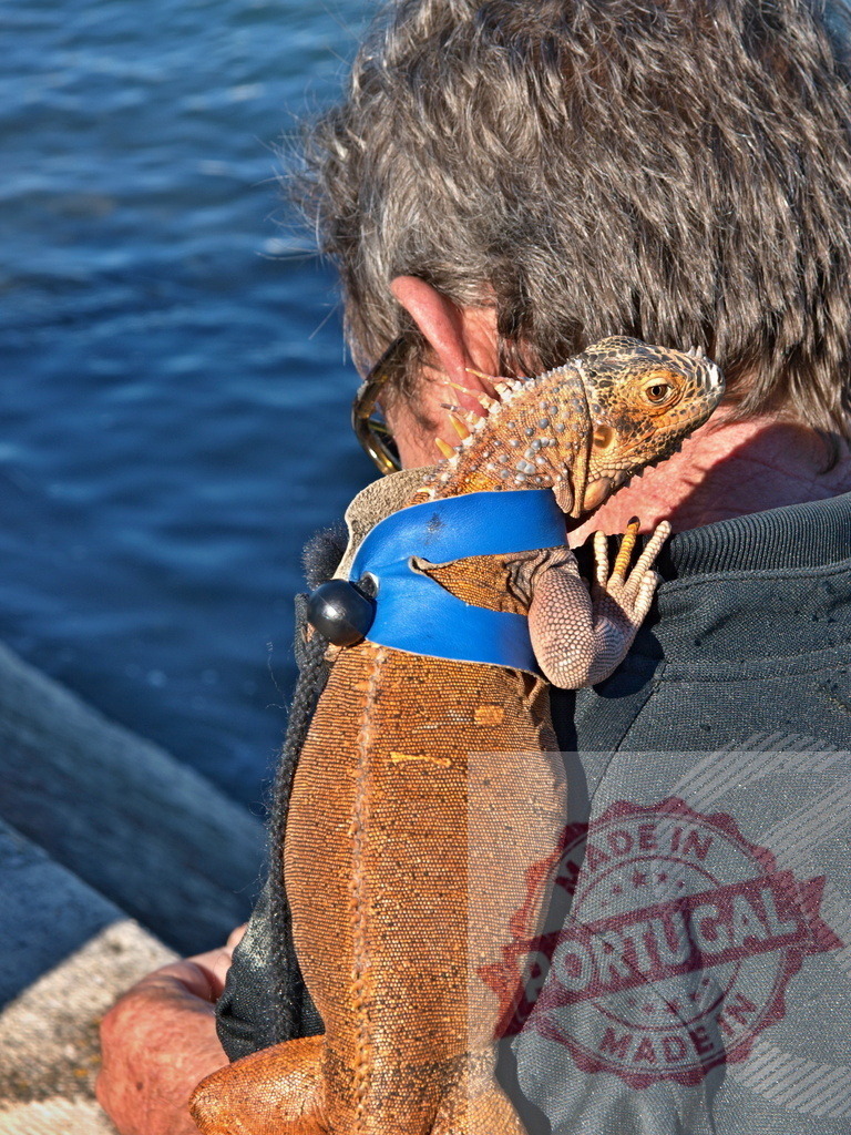 Man's pet iguana animal companion on shoulder | Iguana lizard wearing a blue harness on a man's shoulder outdoors near water - Realisiert mit Pictrs.com