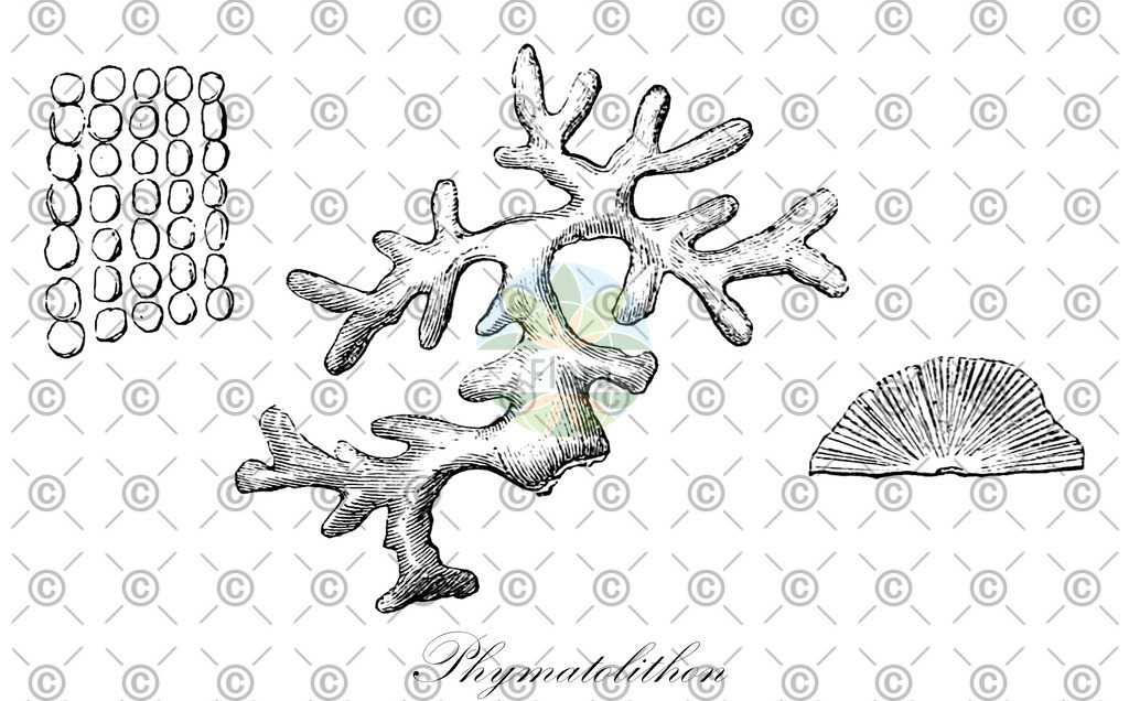 HistAbb_wfo-0001286852_2_ENZY_Simple | Historische Abbildung von Phymatolithon - Hapalidiaceae (0) | Historical Illustration of Phymatolithon - Hapalidiaceae (0)