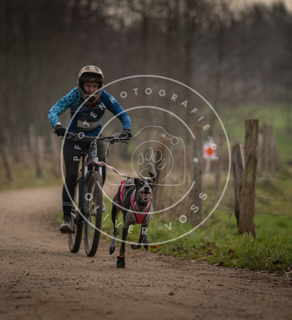 Pfotenfotografie_DV3A1892 | Hundefotografie, Tierfotograf, Pfotenfotografie, Fotoshooting Hund, Hunde Portrait, Hundesport, Hundeportraits, Heideshooting, Hunde, Sportfotograf, Hundefotograf, Turnierhundsport, THS,  - Realisiert mit Pictrs.com