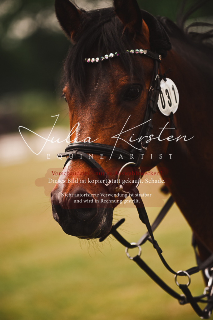 DSC_6943 | Pferde- und Turnierfotografie in Westsachsen. Pferdeportraits, Auftragszeichnungen und intuitive Kunst.