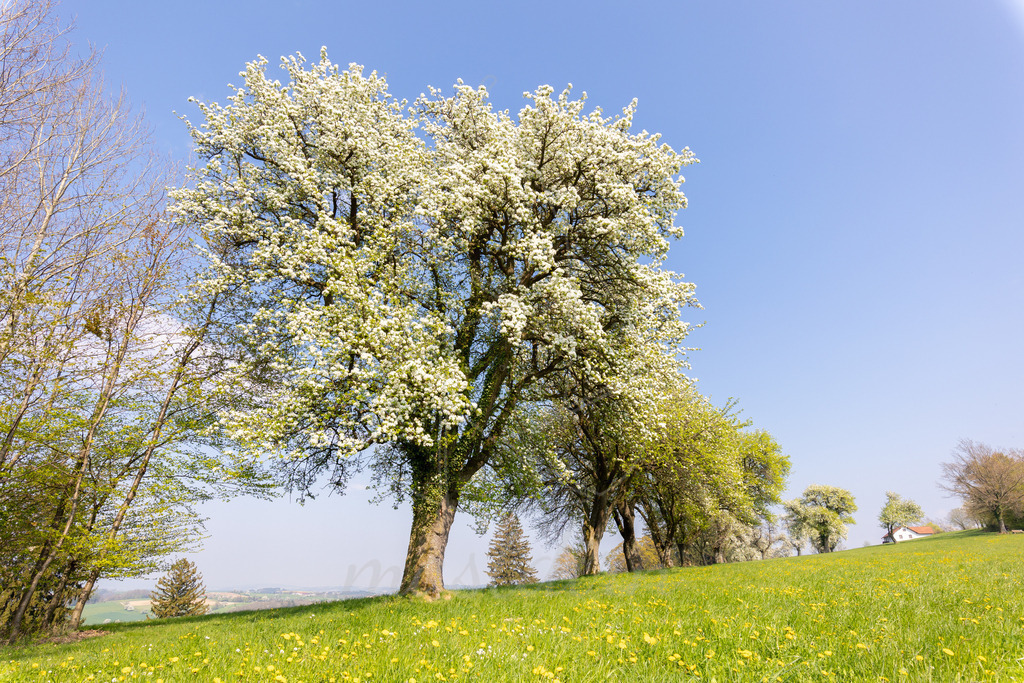 Birnbaumbluete_Mostviertel_best_Of_Mostdirn_Irmgard_Wieser-1642 | Ihre Fotografin im Lungau, ihre Fotografin im Mostviertel, Wandbilder Onlineshop, Imagefotos für Ihr Unternehmen,  - Realisiert mit Pictrs.com