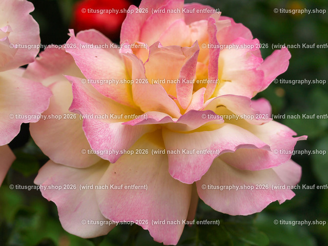 titusgraphy_P6291891-vz-ln | titusgraphy-shop: Geschenkideen mit Qualitätsfotos. titusgraphy-shop: gift ideas with quality photos. titusgraphy-shop: idées cadeaux avec photos de qualité.  - Realisiert mit Pictrs.com