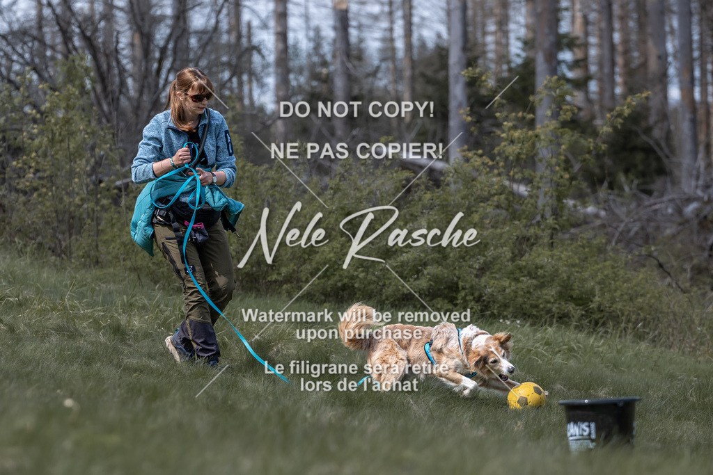 6Z1A1047 | nelerasche
