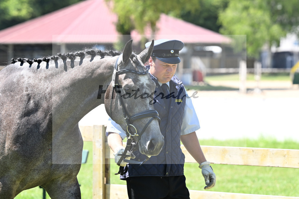 Kat-Nr. 14 Gloriana v. Corallino_HLG Schwaiganger_19250352 | hf-fotografie - Realizzato con Pictrs.com