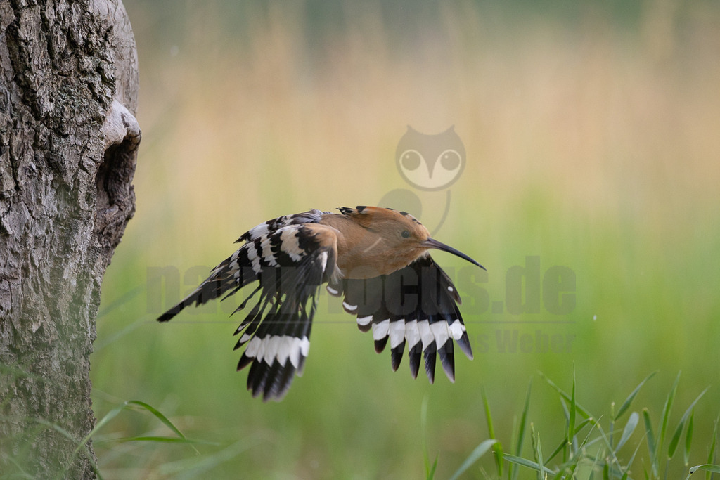 R6NF4925_20240530 | Der Bildershop von www.natur-focus.de bietet ihnen den einfachen Kauf von Bildmaterial per Download aus allen Bereichen der Natur. In den Galerien finden sie Landschaftsfotos, Tierbilder und natürlich auf Pflanzenfotos. - Realisiert mit Pictrs.com