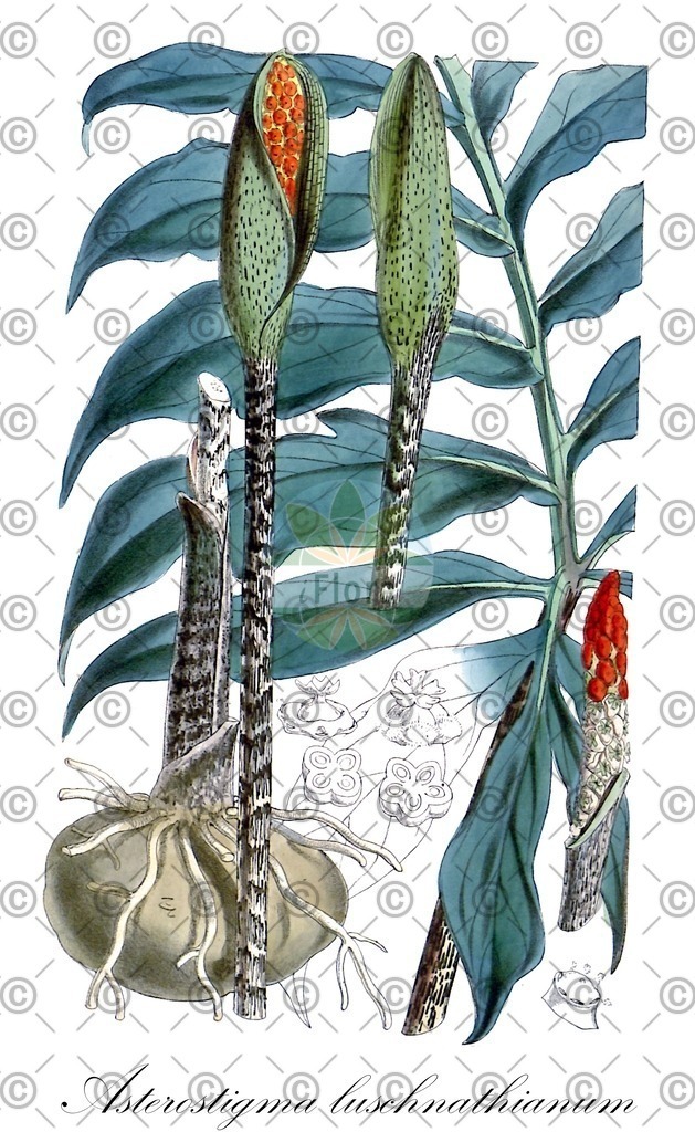 HistAbb_wfo-0000552797_1_ENZY_Simple | Historische Abbildung von Asterostigma luschnathianum - Araceae | Historical Illustration of Asterostigma luschnathianum - Araceae