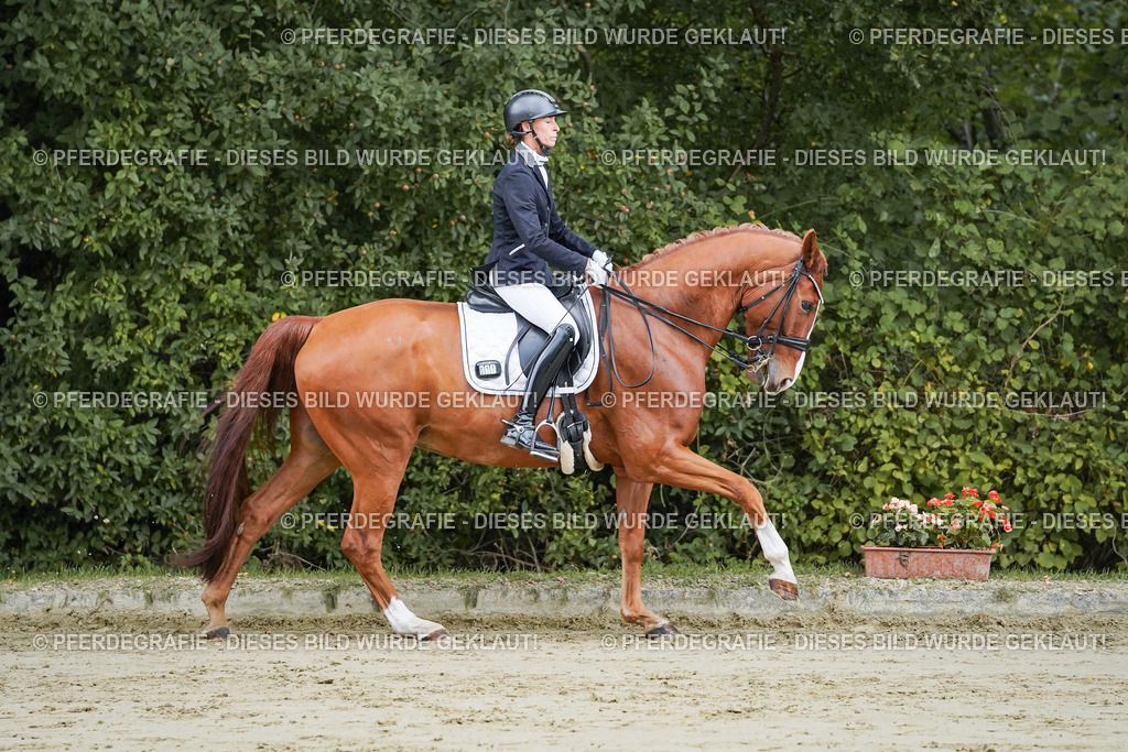 DSC08148 | Pferdegrafie