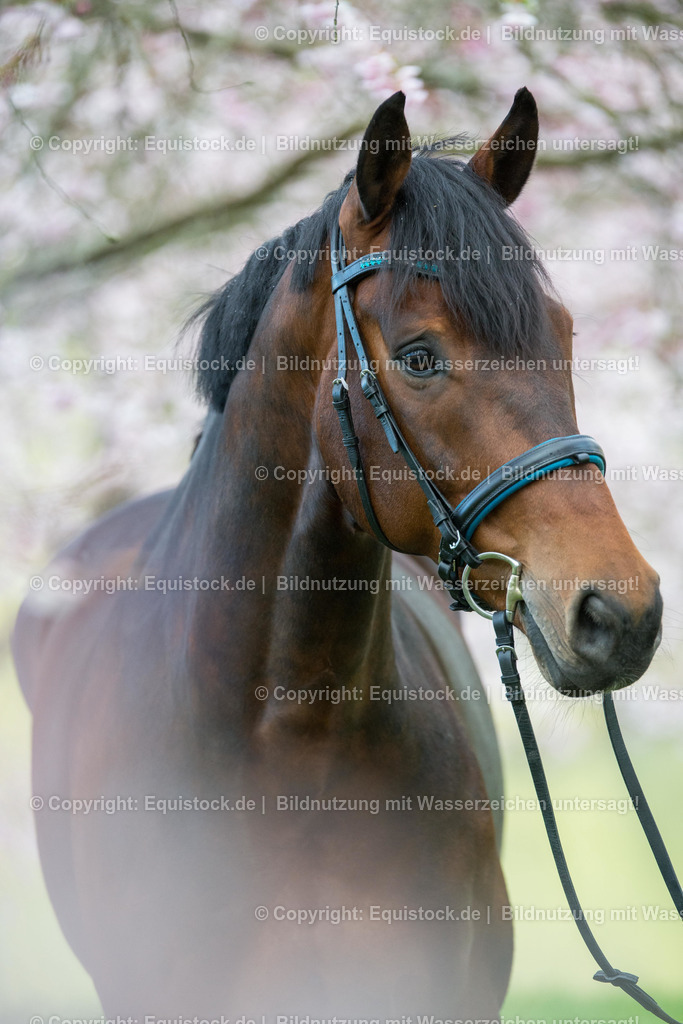 20160413_Pferd_in_Kirschbl__te_0006 | equistock
