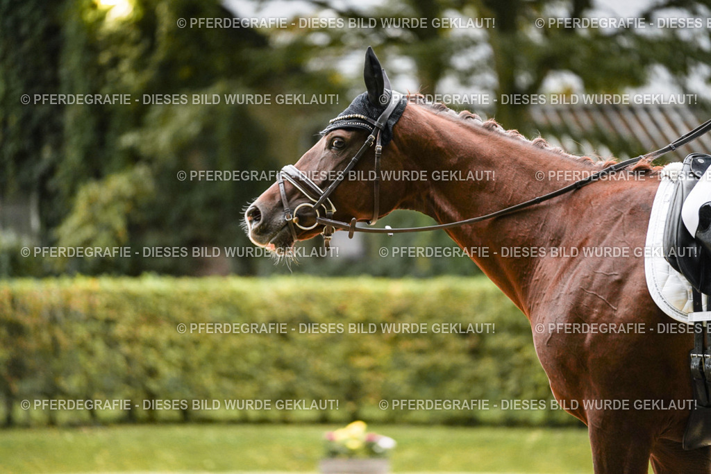 DSC06992 | Pferdegrafie