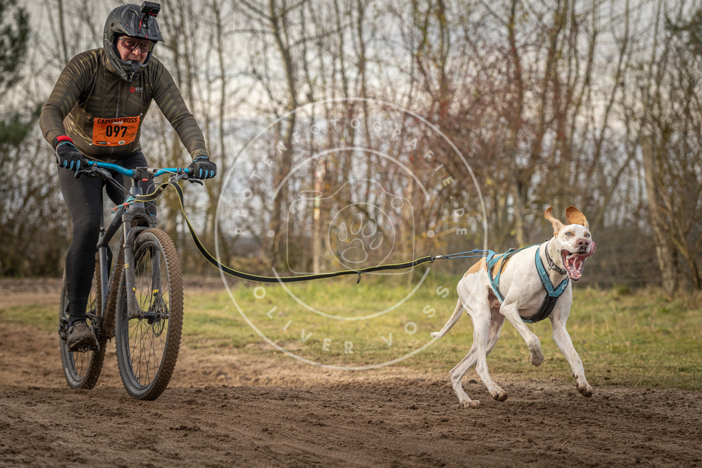 Pfotenfotografie_DV3A7769 | Hundefotografie, Tierfotograf, Pfotenfotografie, Fotoshooting Hund, Hunde Portrait, Hundesport, Hundeportraits, Heideshooting, Hunde, Sportfotograf, Hundefotograf, Turnierhundsport, THS,  - Realisiert mit Pictrs.com