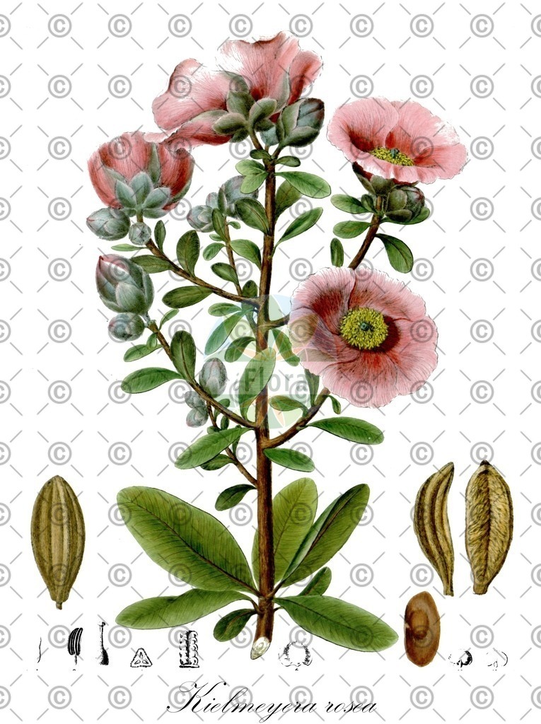 HistAbb_wfo-0000778884_1_ENZY_Simple | Historische Abbildung von Kielmeyera rosea - Calophyllaceae | Historical Illustration of Kielmeyera rosea - Calophyllaceae