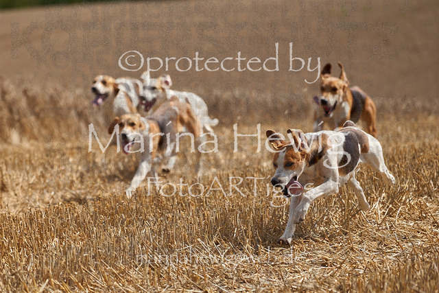 _MCH8300_Marina Hewig | Fotografie, FotoArt, PferdesportArt, Pferdesportfotografie, Landschaftsfotografie, Reisefotografie, Reise, Pferde - Realisiert mit Pictrs.com