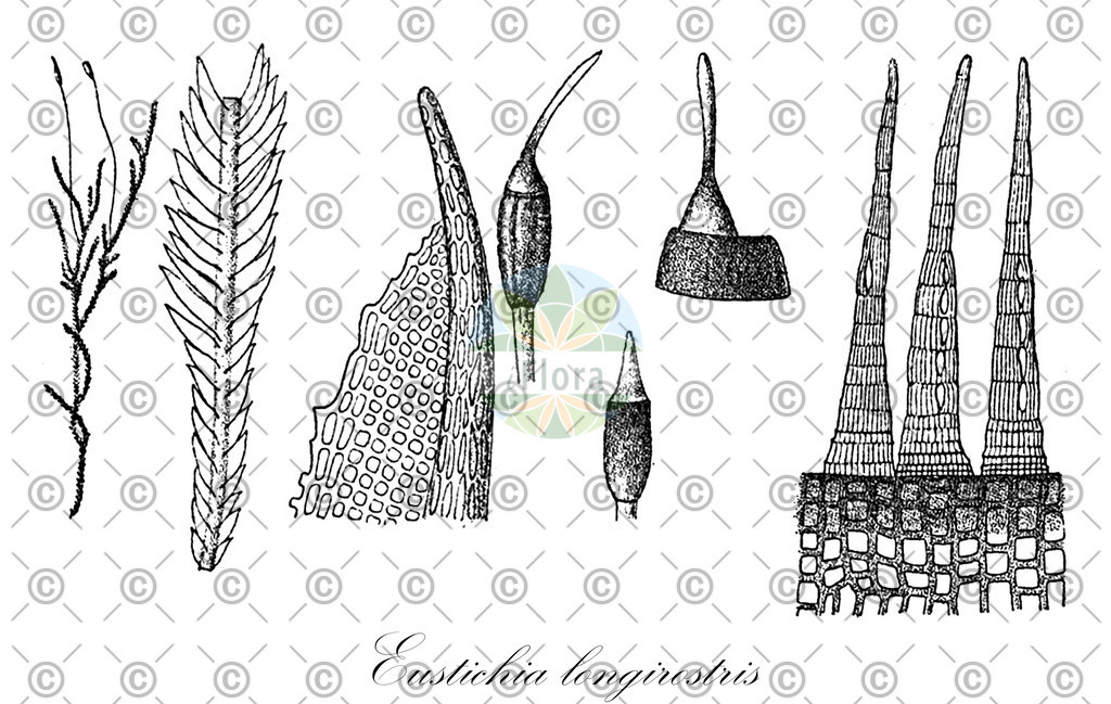 HistAbb_wfo-0000683510_1_ENZY_Simple | Historische Abbildung von Eustichia longirostris - Eustichiaceae | Historical Illustration of Eustichia longirostris - Eustichiaceae