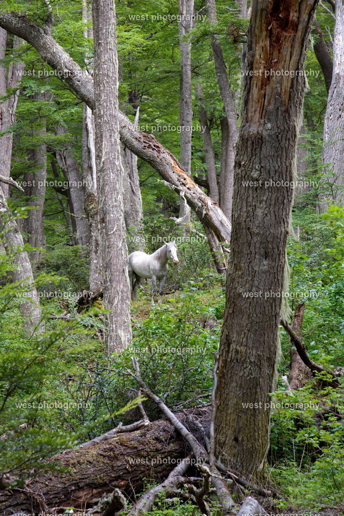 White Horse in the Forest 2 - ARG 2014 | west photography - Realisiert mit Pictrs.com