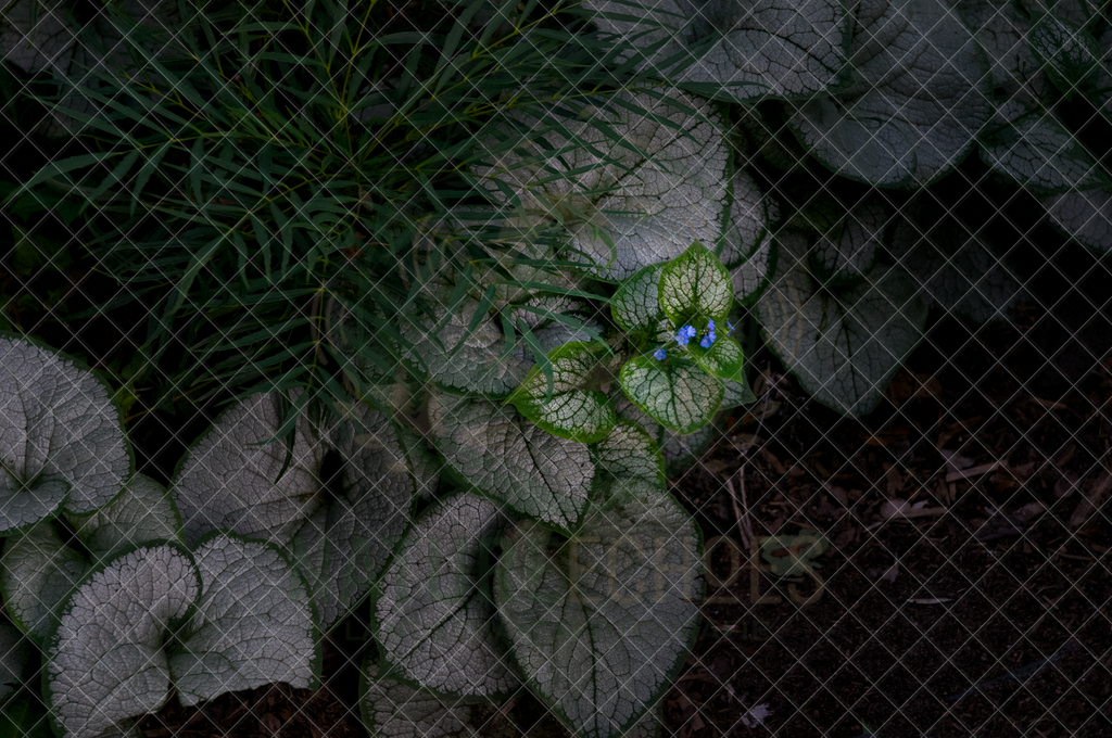 Green Forest Leafs | Wir bieten diverse Fotodrucke und Produkte entweder bereits vorgefertigter und selbstgeschossener Motive, sowie auch die Möglichkeit eigene Motive auf diverse Foto- und Wandbildartikel zu drucken. Eigene Uploads finden Sie im Warenkorb oder am unteren End - Realisiert mit Pictrs.com
