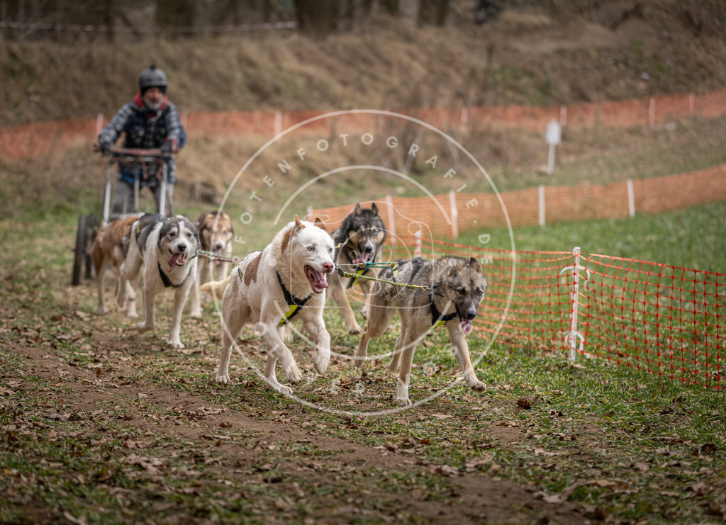Pfotenfotografie_DV3A6482 | Hundefotografie, Tierfotograf, Pfotenfotografie, Fotoshooting Hund, Hunde Portrait, Hundesport, Hundeportraits, Heideshooting, Hunde, Sportfotograf, Hundefotograf, Turnierhundsport, THS,  - Realisiert mit Pictrs.com
