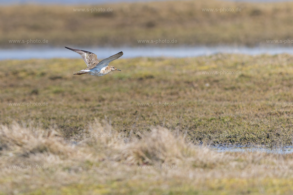 Kampfläufer im Flug | Ein Kampfläufer auf dem Weg zu seinem nächsten Futterplatz - Realisiert mit Pictrs.com