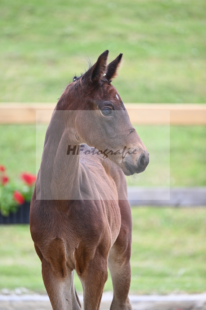 Kat-Nr. 32 SF Donthargos_Sanladerer_17230692 | hf-fotografie - Realizzato con Pictrs.com