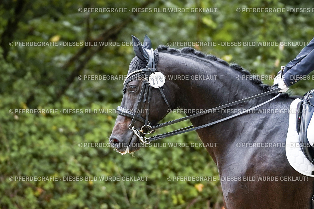 DSC06990 | Pferdegrafie