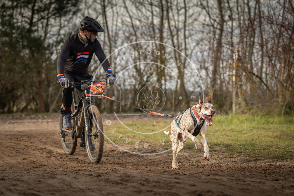 Pfotenfotografie_DV3A8328 | Hundefotografie, Tierfotograf, Pfotenfotografie, Fotoshooting Hund, Hunde Portrait, Hundesport, Hundeportraits, Heideshooting, Hunde, Sportfotograf, Hundefotograf, Turnierhundsport, THS,  - Realisiert mit Pictrs.com
