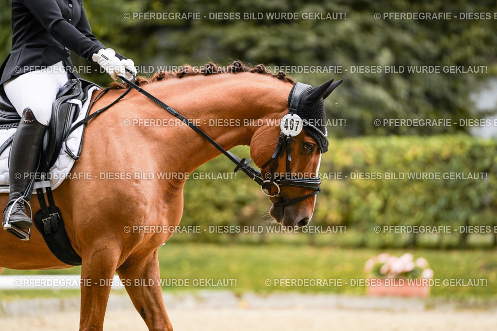 DSC08053 | Pferdegrafie