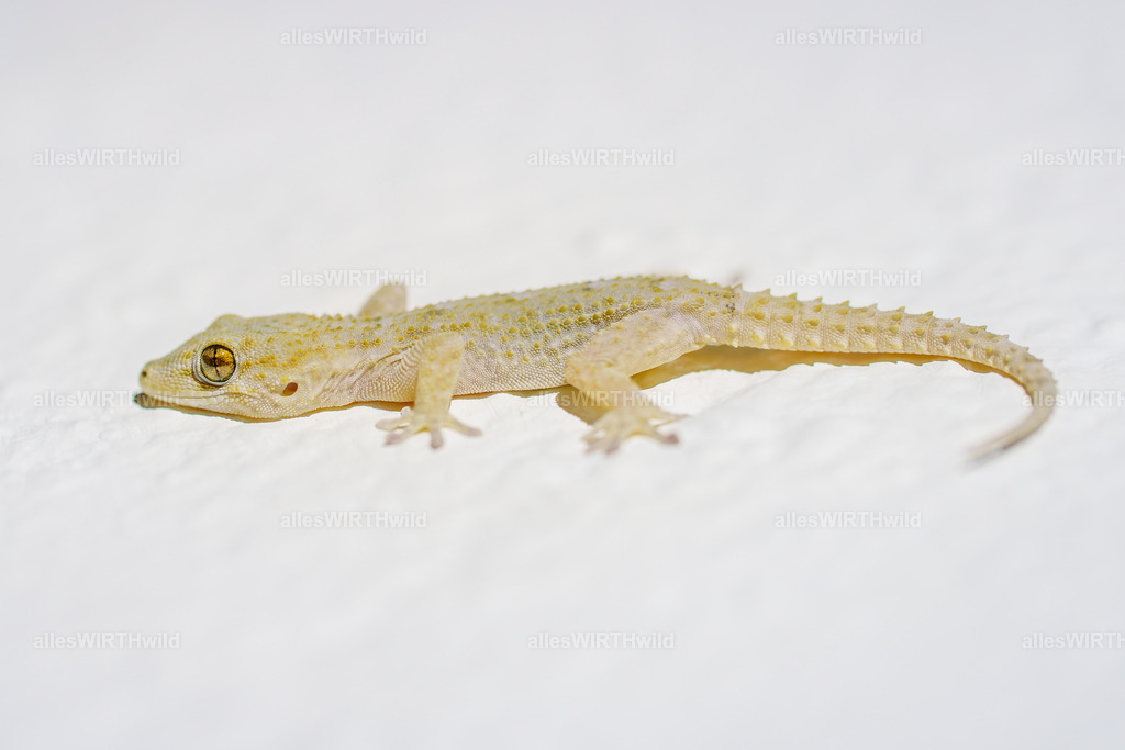 allesWIRTHgut Tierfotografie - allesWIRTHgut.de - 7IV06394 | Entdecke die faszinierende Welt der Natur- und Wildlife-Fotografie von Daniel und Bärbel. Inspirierende Bilder von wilden Tieren und kleinen Naturwundern.