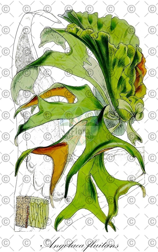 HistAbb_wfo-0000536542_327_ENZY_Simple | Historische Abbildung von Angolaea fluitans - Podostemaceae | Historical Illustration of Angolaea fluitans - Podostemaceae