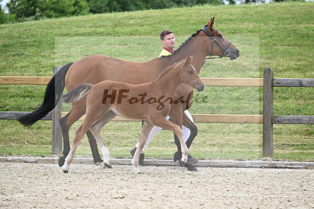 Kat-Nr. 4 SF Eldorado van de Zeshoek_Fischer_17230236 | hf-fotografie - Realizzato con Pictrs.com