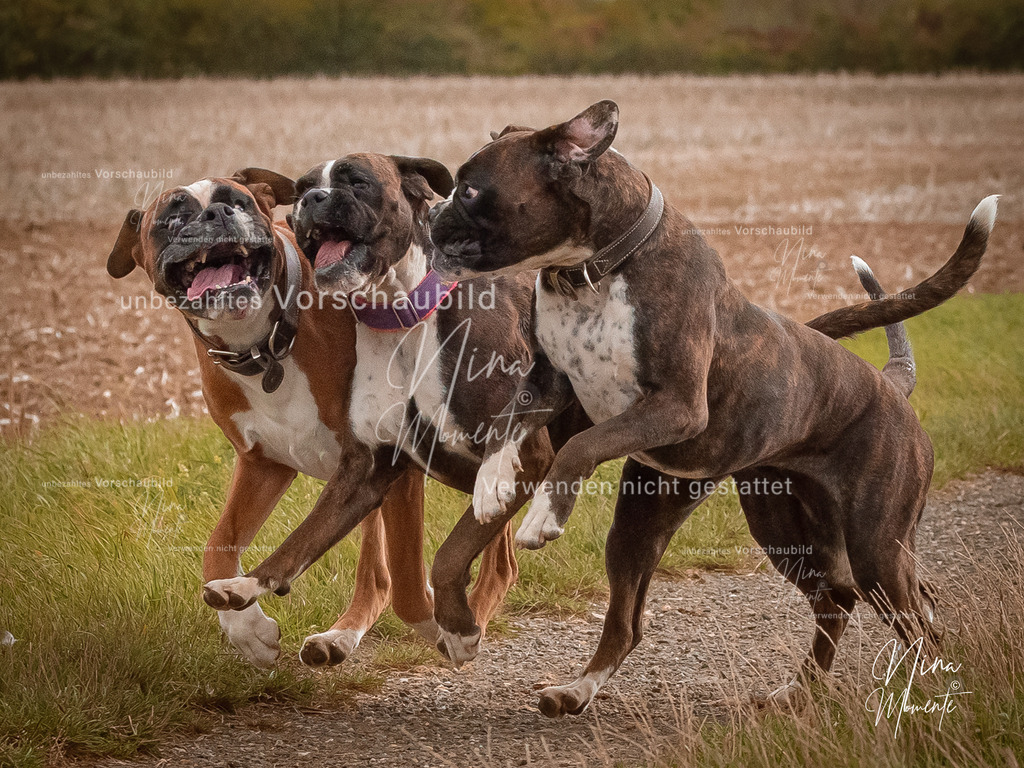_16A8947-1 | Einzigartige Fotos von Hunden & Menschen –Actionfotos, Portraits, Vereinsaufnahmen & Paarshootings – authentisch, lebendig & mit Herz.