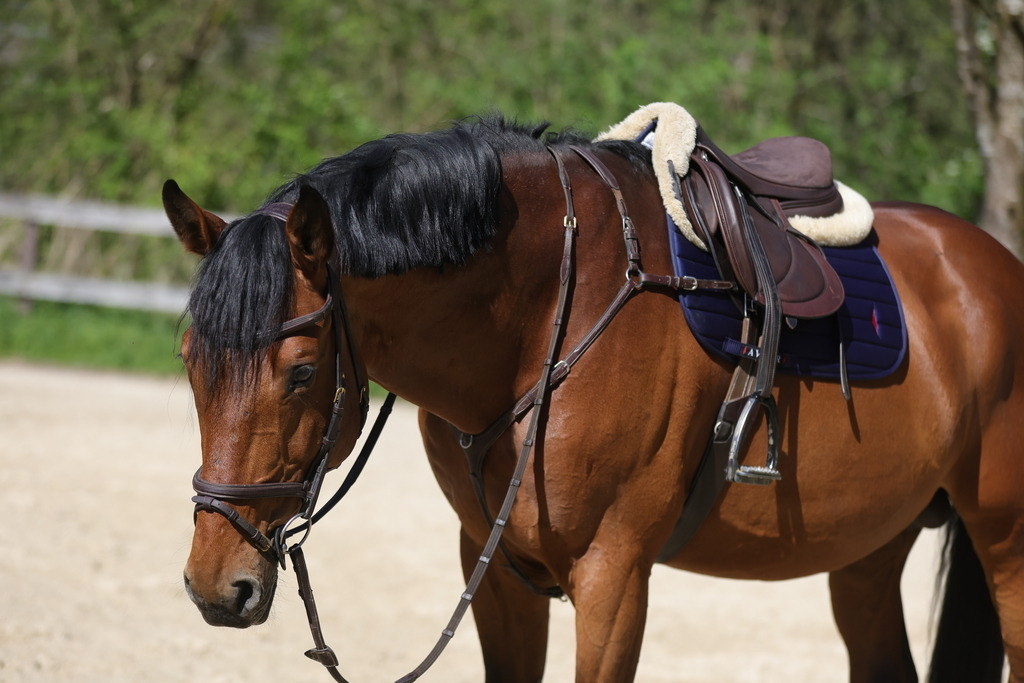 0P6A8087 | Willkommen bei Brunnmayr - Design & Fotografie – Ihrem Spezialisten für Reitturniere und Pferdeveranstaltungen in Oberösterreich, Salzburg und Bayern! Seit über 17 Jahren sind wir leidenschaftlich dabei.