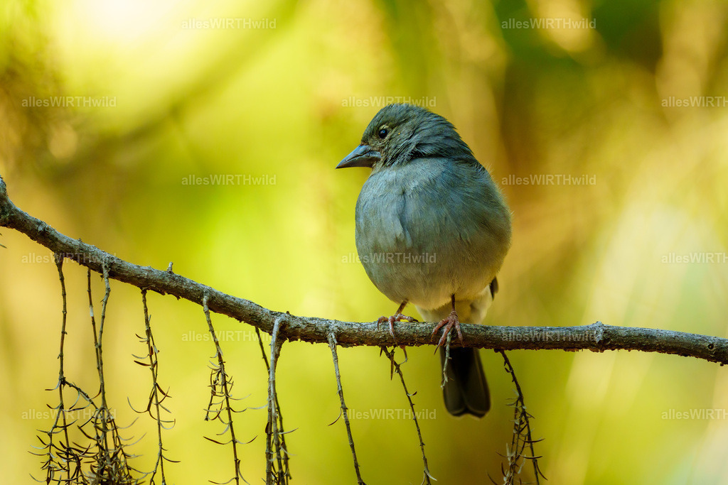 allesWIRTHgut Tierfotografie - allesWIRTHgut.de - 7IV02615 | Entdecke die faszinierende Welt der Natur- und Wildlife-Fotografie von Daniel und Bärbel. Inspirierende Bilder von wilden Tieren und kleinen Naturwundern.
