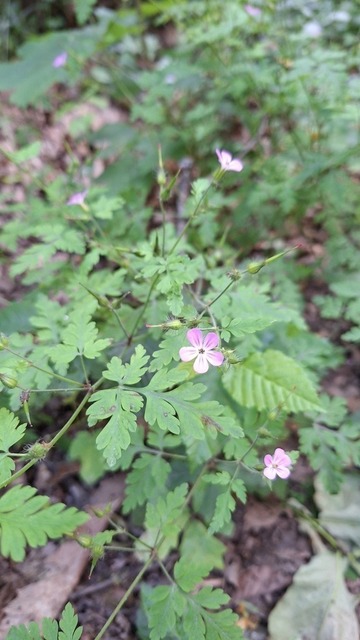 Storchschnabel | Verkauf von Fotos und  Videoclips zumThema Natur.Motive sind Pflanzen, Tiere, Landschaftenund Wetter - Realisiert mit Pictrs.com
