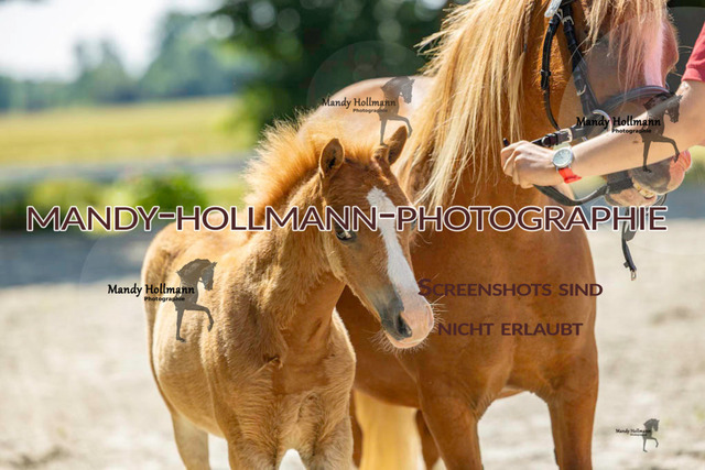 Leybucht-747 | mandyhollmannphotographie