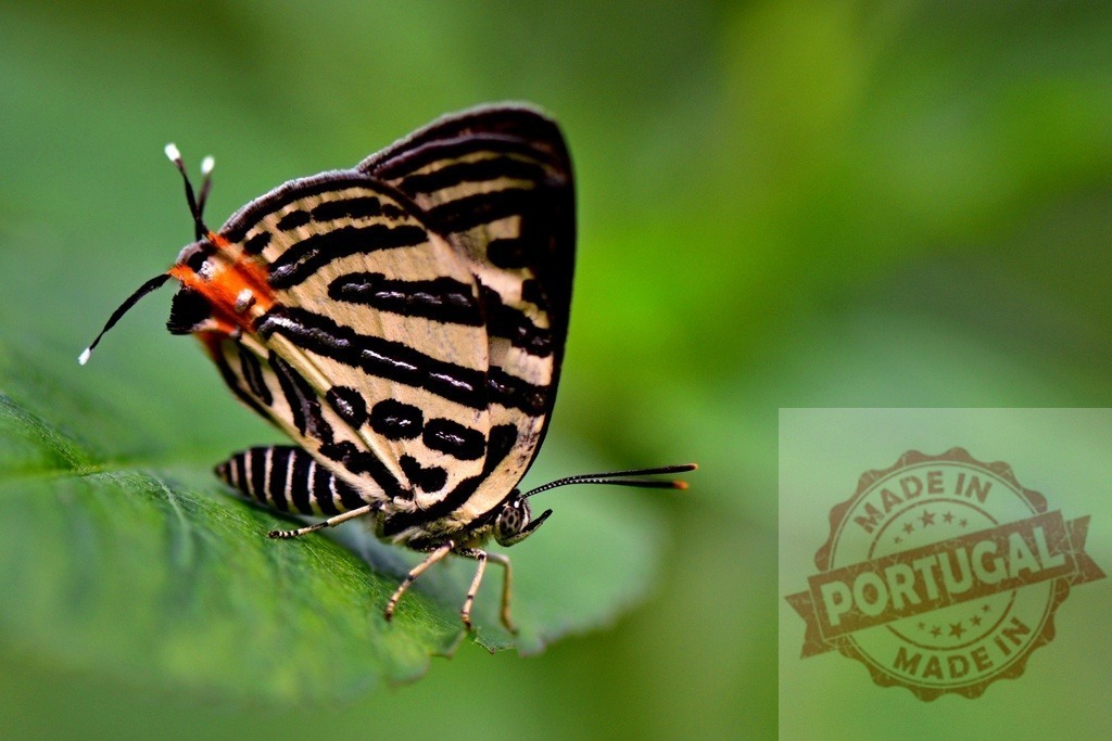 Club silverline butterfly resting on green leaf in nature | Close-up of beautiful club silverline butterfly with black and white stripes and orange spot resting on green leaf - Realized with Pictrs.com