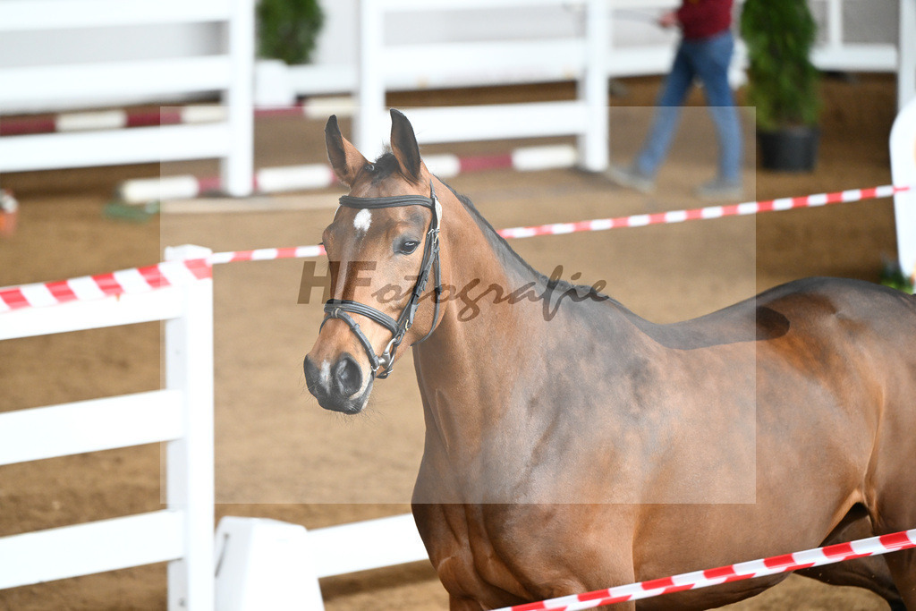 Kat-Nr. 31 Camilla v. Cornet Obolensky_Isaak_9240746 | hf-fotografie - Realizzato con Pictrs.com