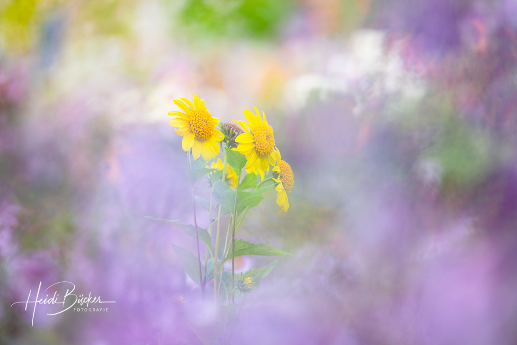 Blumen im Garten | Verträumte wundervolle Natur im Garten - Realisiert mit Pictrs.com