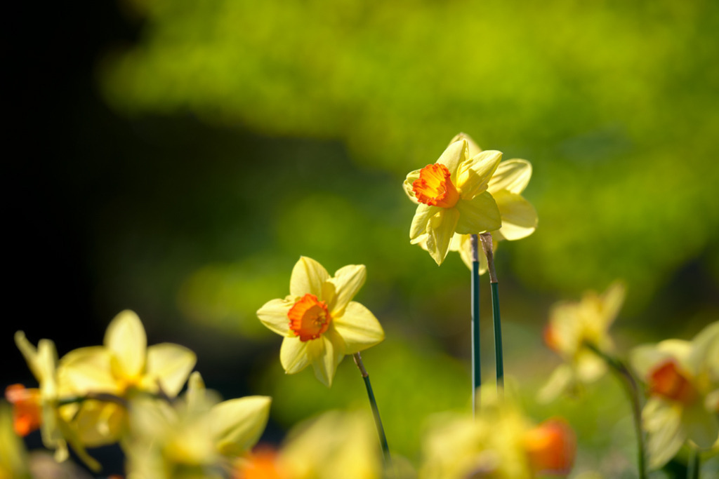 Narzissen im Park | Von der Sonne beglückte Narzissen leuchten goldgelb vor Frühlingsgrün. Eine Fotografie aus dem Park von Planten un Blomen in Hamburg. — Auflösung des Originals: 8256 x 5504 px. - Realisiert mit Pictrs.com