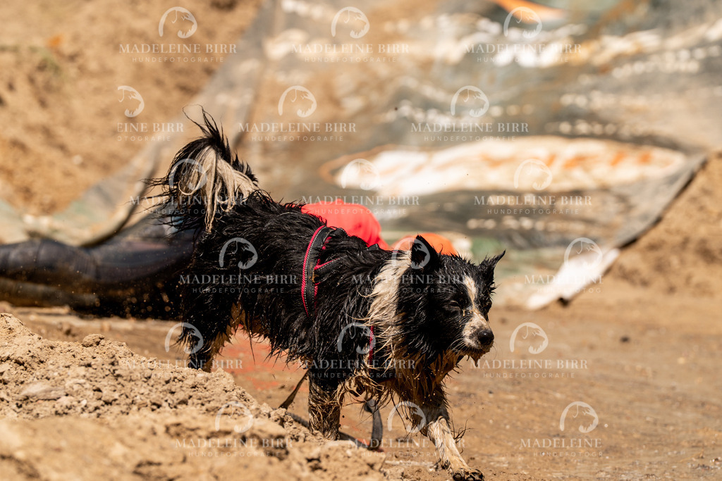 madeleinebirr.fotografie.2026.CC-hoope.samstag.14-20-58.43 | hundefotografie-birr