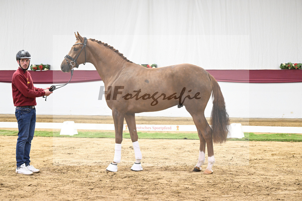 Kat-Nr. 62 Floricello x Zack_MH Pferdezucht u. -sport GmbH_47252349 | hf-fotografie - Realisiert mit Pictrs.com