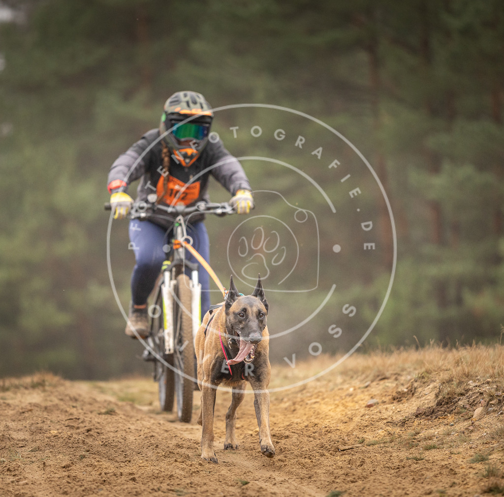 Pfotenfotografie_DV3A3200 | Hundefotografie, Tierfotograf, Pfotenfotografie, Fotoshooting Hund, Hunde Portrait, Hundesport, Hundeportraits, Heideshooting, Hunde, Sportfotograf, Hundefotograf, Turnierhundsport, THS,  - Realisiert mit Pictrs.com